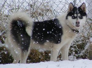 Greenland Dog For Sale