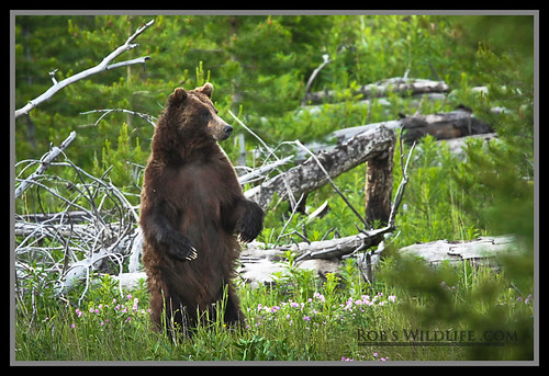 Grizzly Bear Standing Height