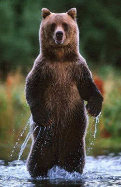 Grizzly Bear Standing Height