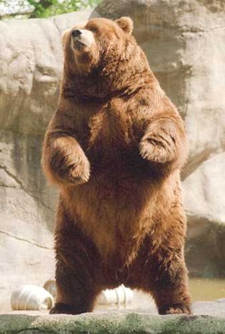 Grizzly Bear Standing Pictures