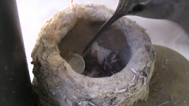 How Big Are Hummingbird Eggs