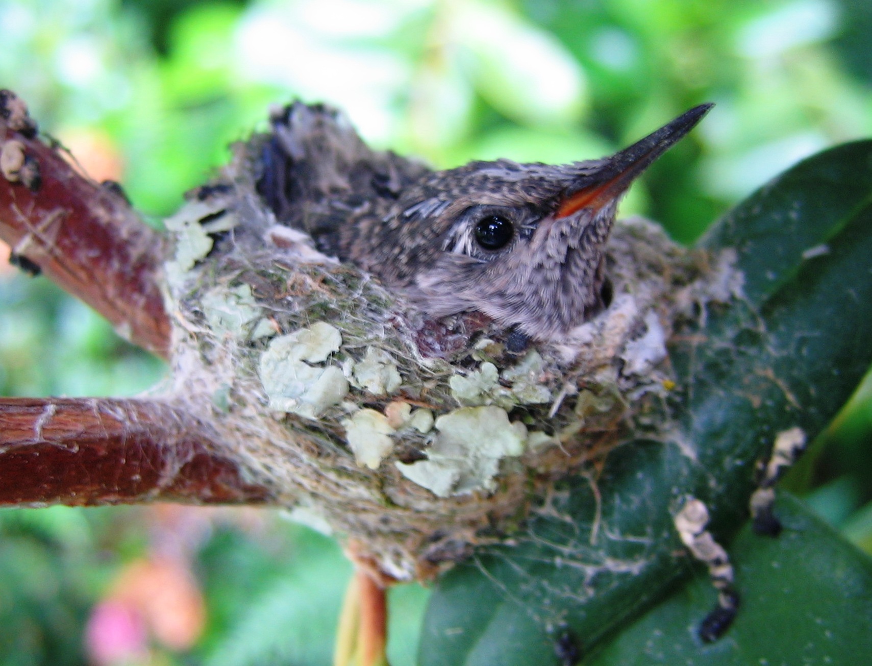 Hummingbird Eggs And Babies