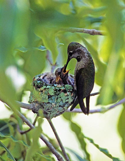Hummingbird Eggs And Nest