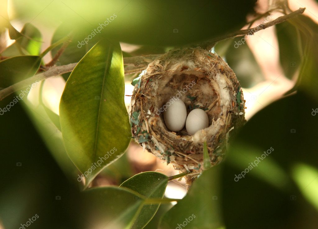 Hummingbird Eggs Color