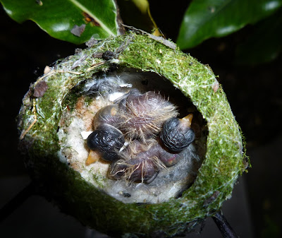 Hummingbird Eggs Hatch