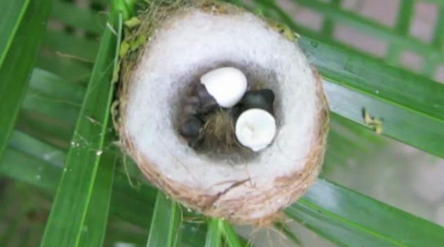Hummingbird Eggs Hatching Video