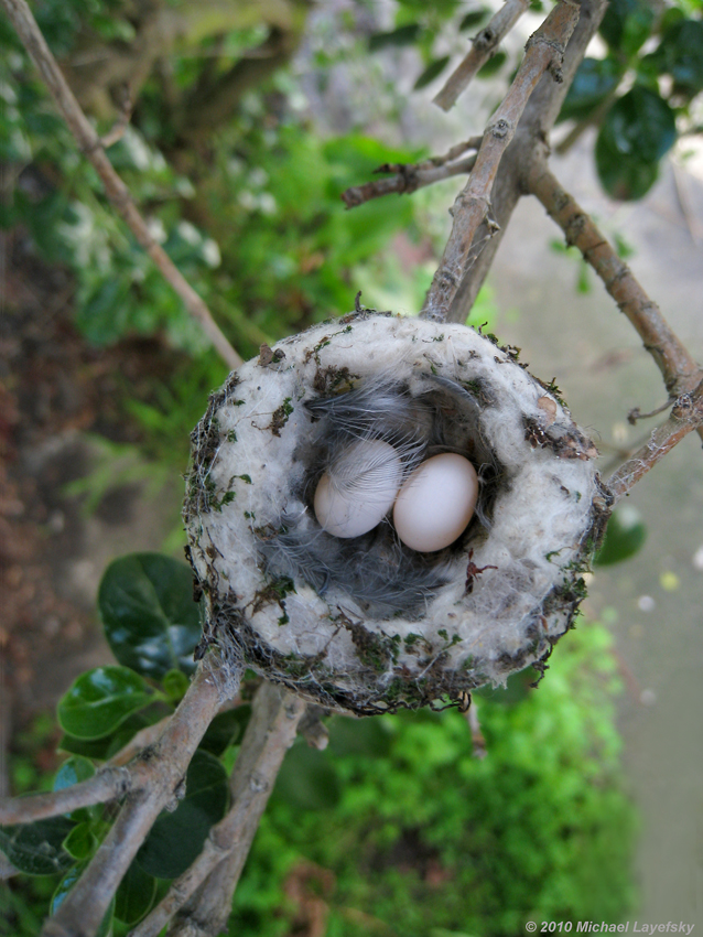 Hummingbird Eggs