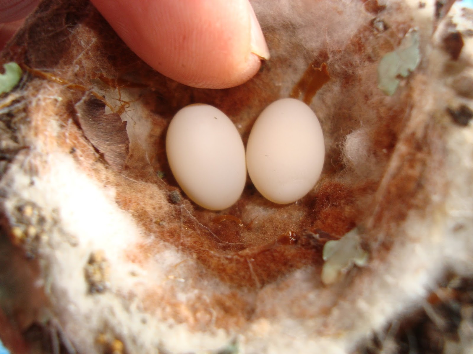 Hummingbird Eggs Size