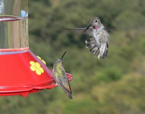 Hummingbird Feeder