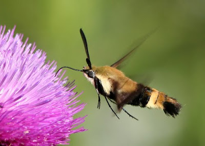 Hummingbird Moth Alberta
