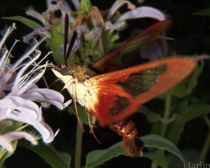 Hummingbird Moth Alberta