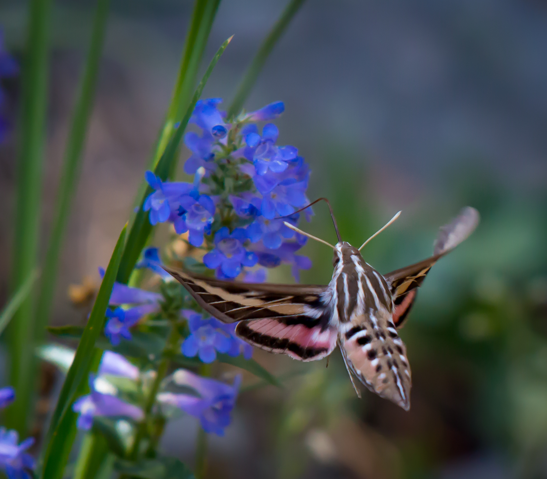 Hummingbird Moth Colorado