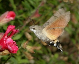 Hummingbird Moth Facts