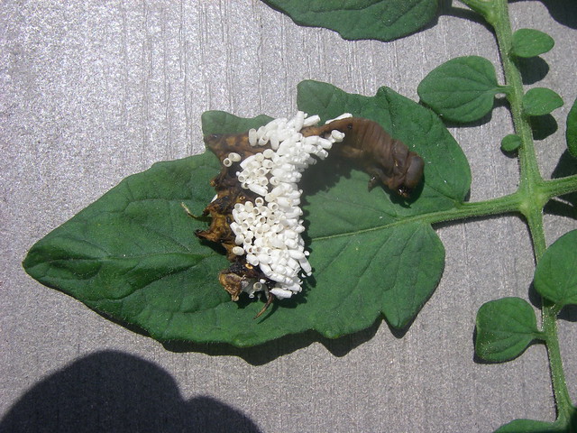 Hummingbird Moth Larvae