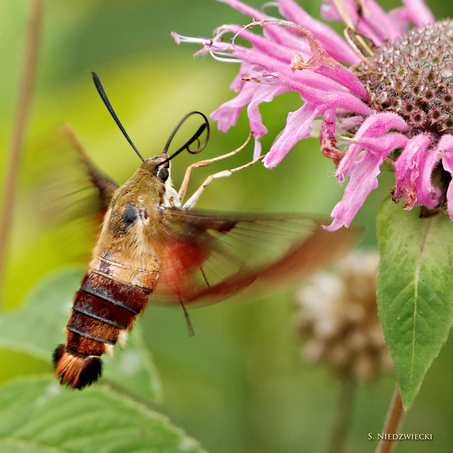 Hummingbird Moth Michigan