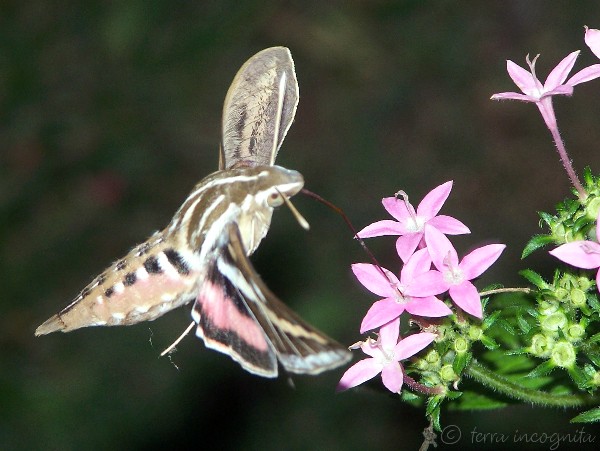 Hummingbird Moth Michigan
