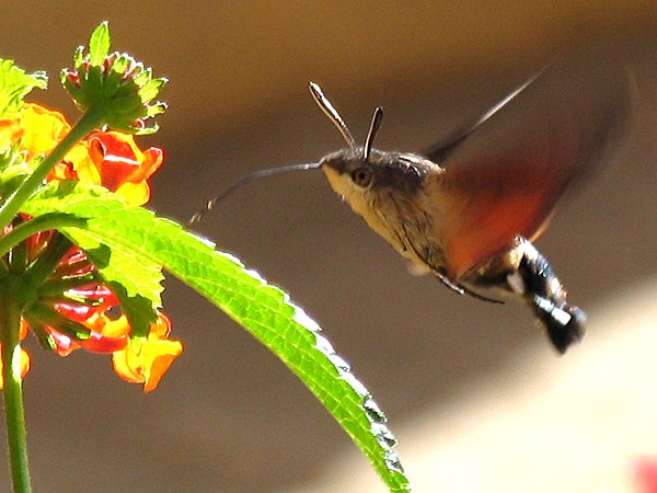 Hummingbird Moth Range