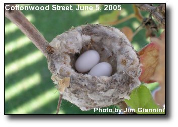 Hummingbird Nest With Eggs