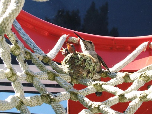 Hummingbird Nesting Box