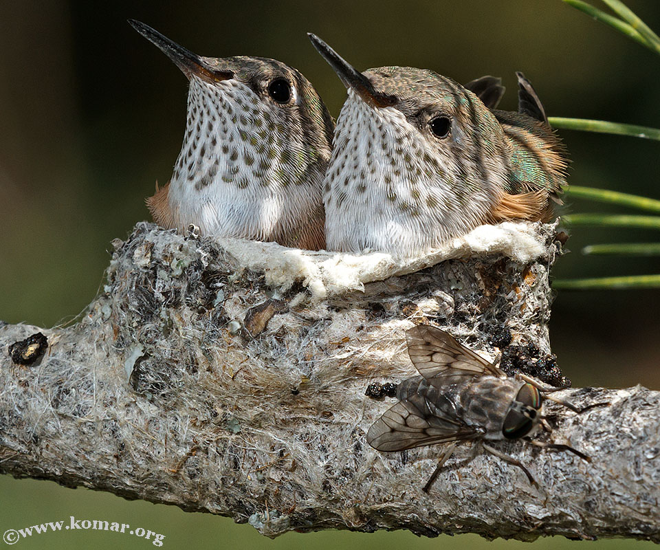 Hummingbird Nests Pictures