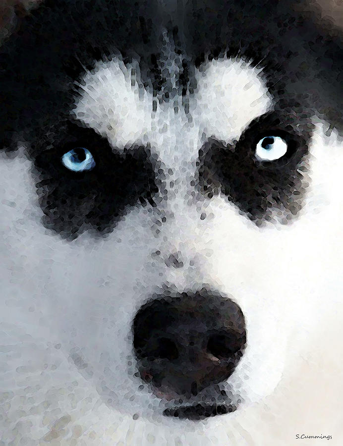 Husky Dog Pictures