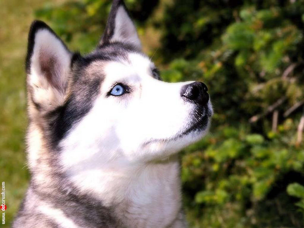Husky Dog Pictures
