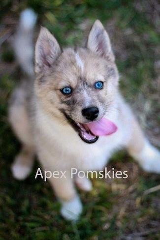 Husky Pomeranian Mix For Sale Michigan