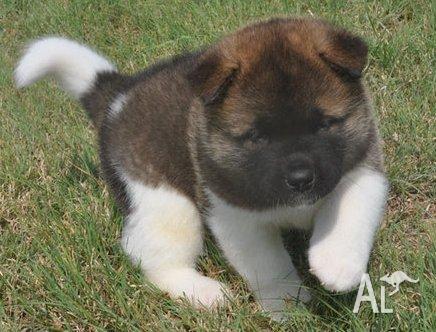 Husky Puppies For Sale Tasmania