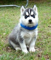 Husky Puppies For Sale Uk Cheap