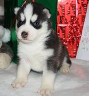 Husky Puppies For Sale Uk Cheap