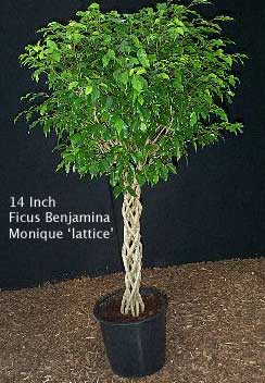 Indoor Fig Tree Care