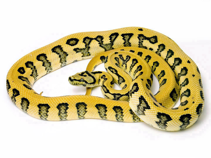 Irian Jaya Jaguar Carpet Python