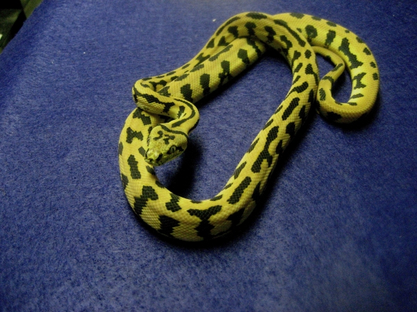 Irian Jaya Jaguar Carpet Python