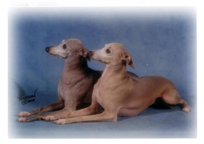 Italian Greyhound Cross Breeds