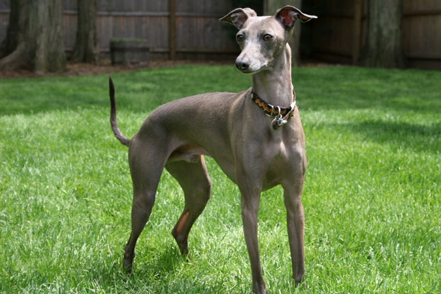 Italian Greyhound Cross For Sale