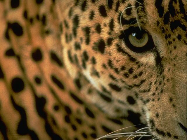 Jaguar Animal Pictures