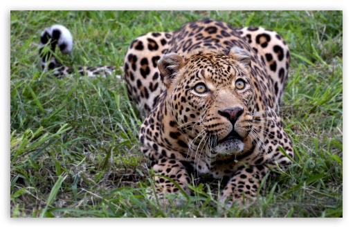 Jaguar Animal Wallpaper Hd