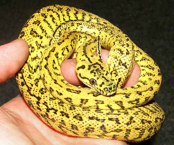 Jaguar Carpet Python