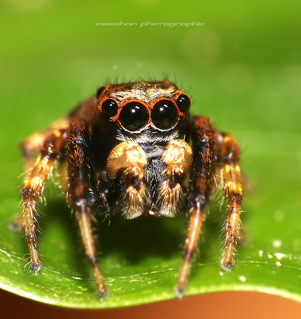 Jumping Spider Face