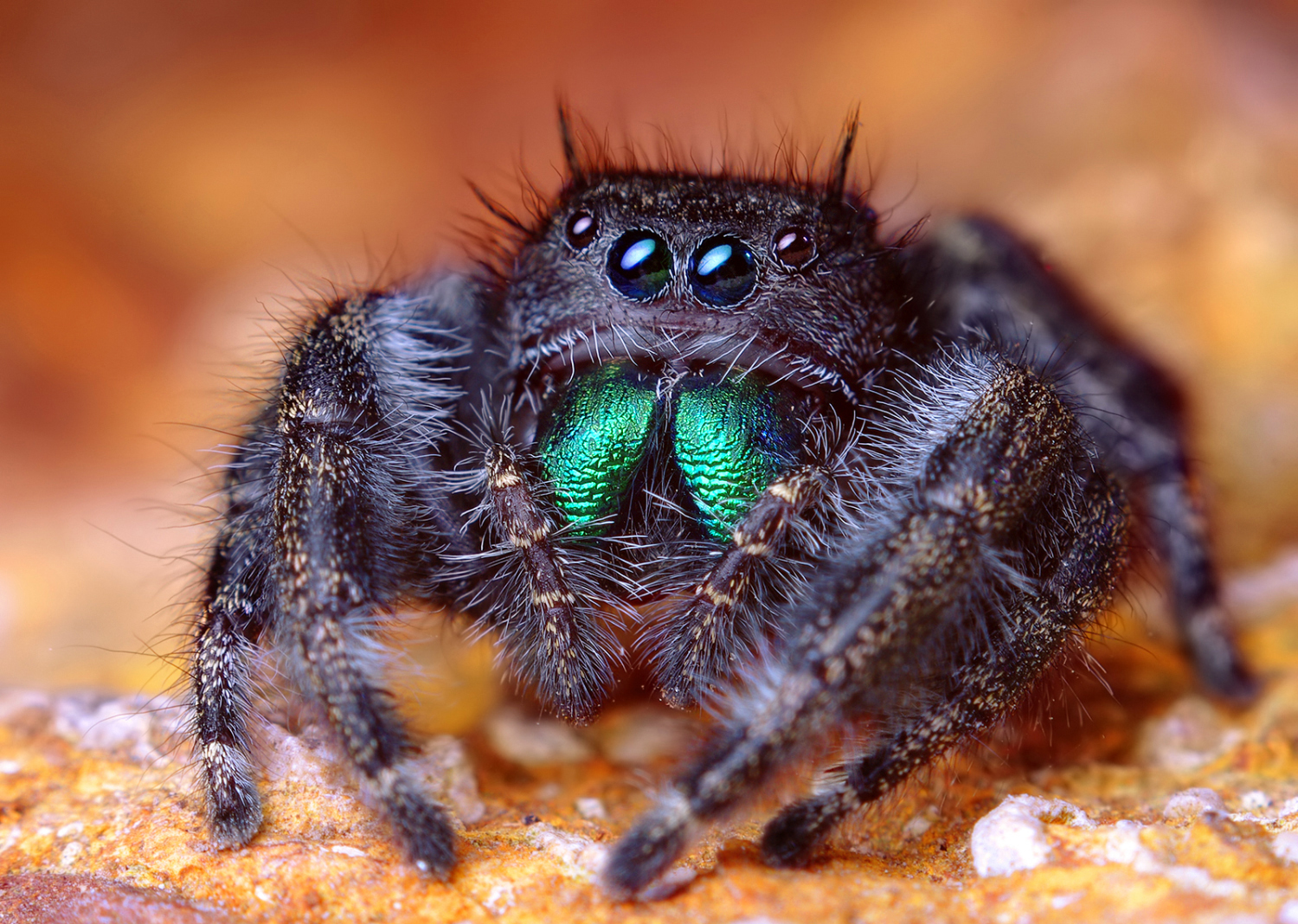 Jumping Spider Face
