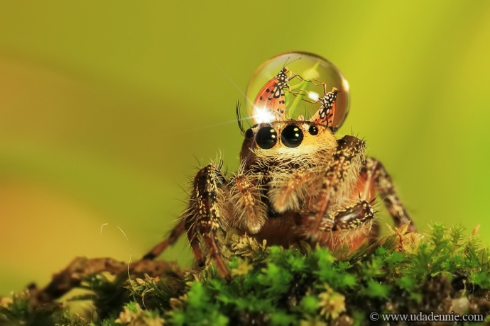 Jumping Spider Water Drop Hat