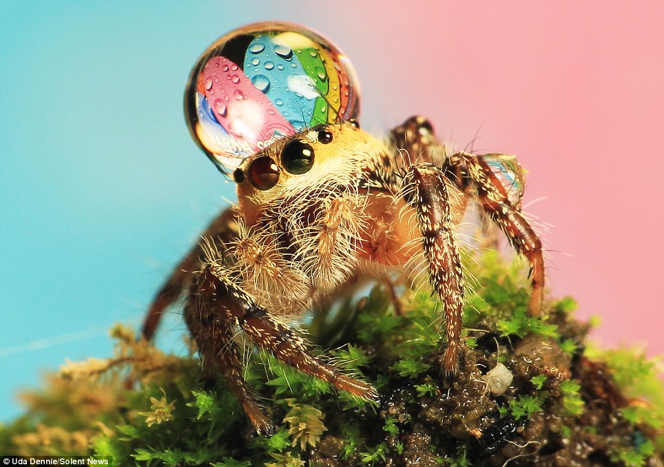 Jumping Spider Water Drop