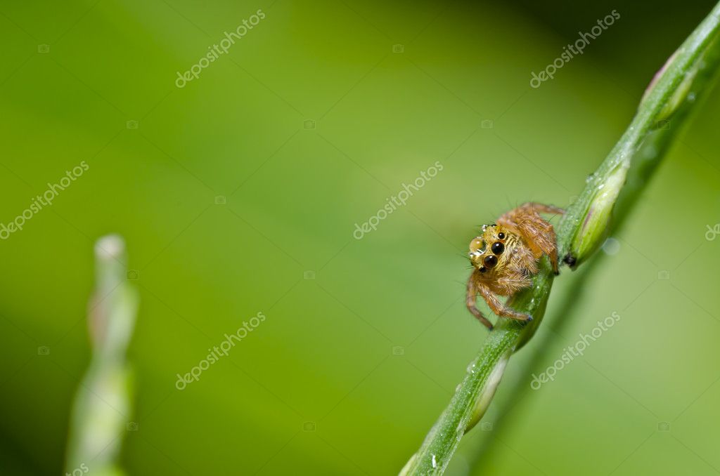 Jumping Spider Water Drop