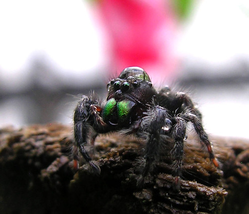 Jumping Spider Water Droplet