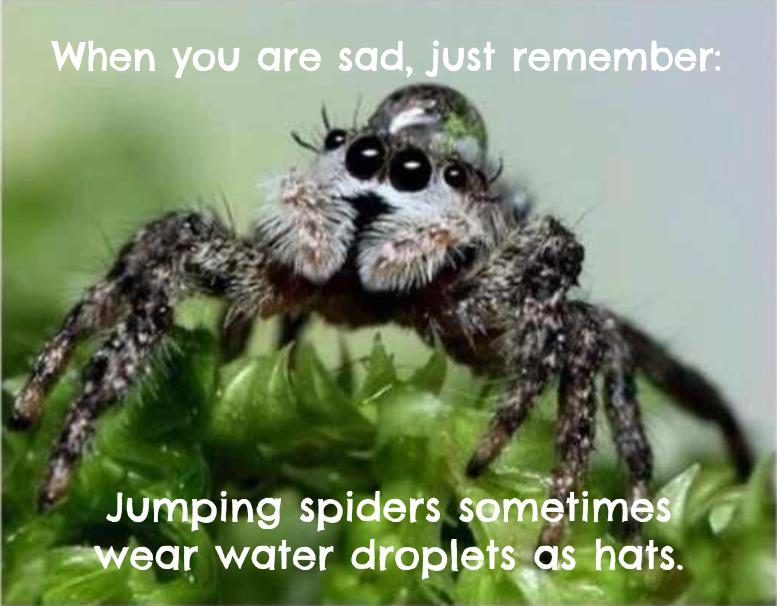 Jumping Spider Water Hat
