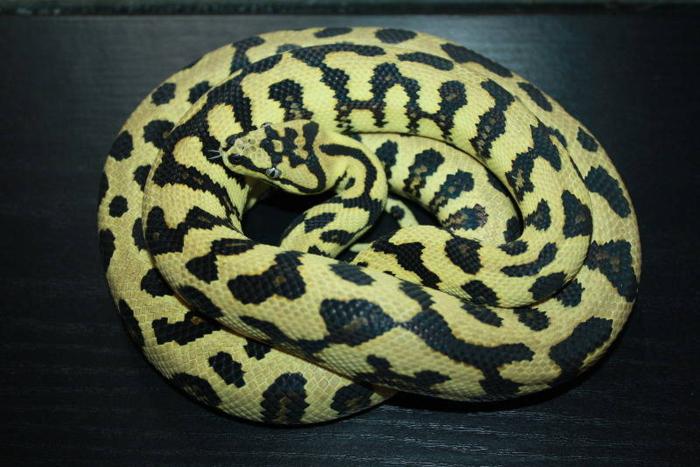 Jungle Jaguar Carpet Python For Sale