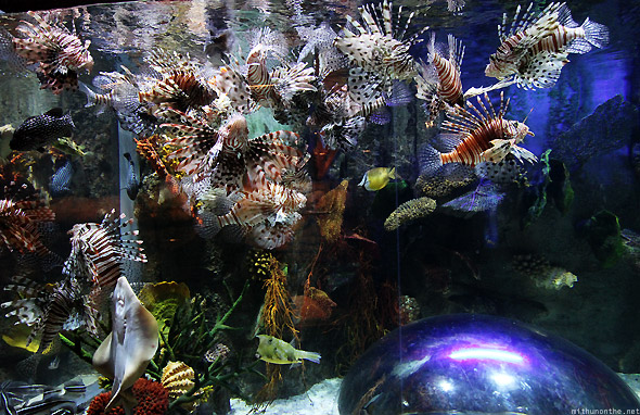 Lionfish Aquarium