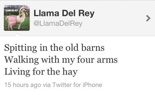 Llama Del Rey Twitter