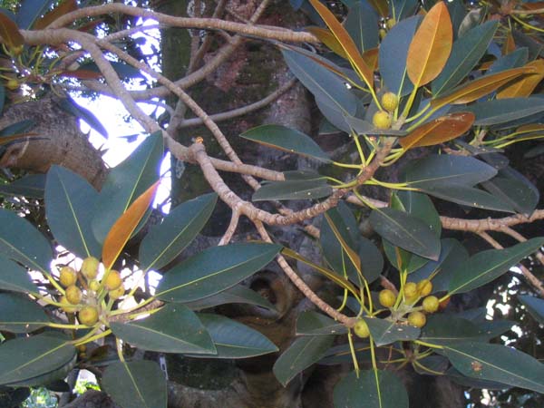 Moreton Bay Fig Tree Leaves