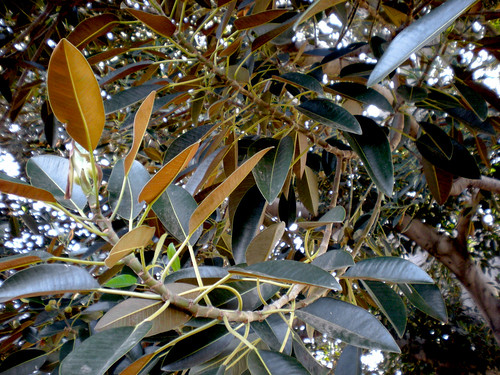Moreton Bay Fig Tree Leaves